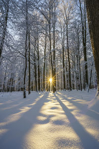 Sunlight streaming through bare trees in forest during winter