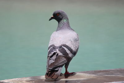 Close-up of bird perching on shore