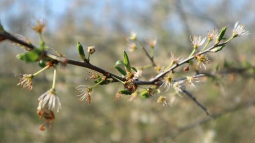 Close-up of flowering plant against blurred background