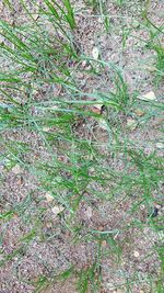 High angle view of tree trunk on field