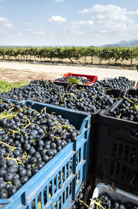 Grapes on sunny day