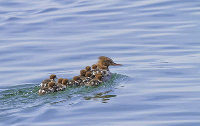 Duck swimming in a lake