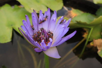 Close-up of insect on purple flower