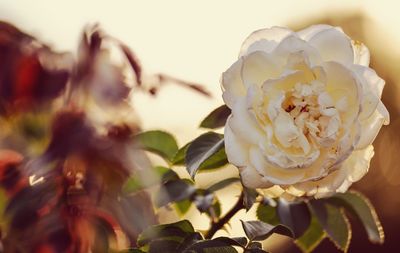 Close-up of rose plant