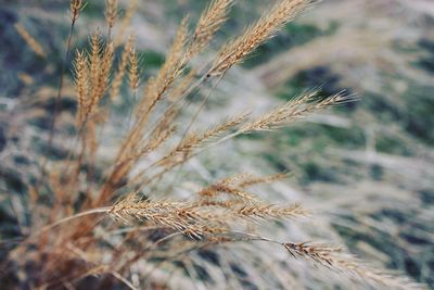 Close-up of wheat growing on field