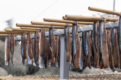 Close-up of drying fishes which are herrings and saury