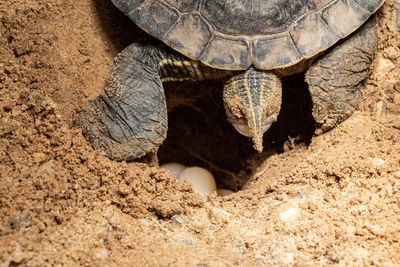 Close-up of turtle spawning on sand 