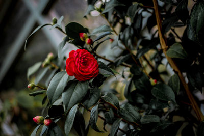 Close-up of red rose