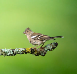 Close-up of bird perching on a leaf