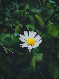 Close-up of white flower blooming outdoors