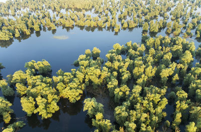 Yellow flowering plants by trees