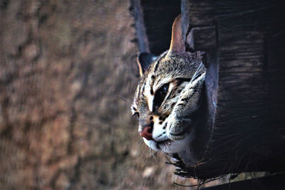 Close-up of a leopard cat 