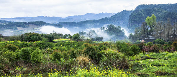 Panoramic shot of trees on field against mountains