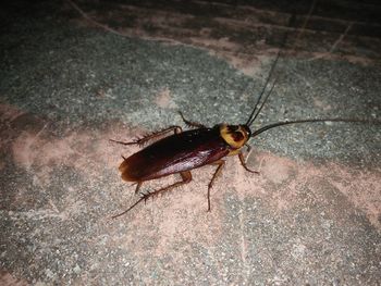 High angle view of insect on floor