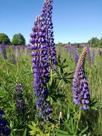 Close-up of lavender blooming on field against clear sky