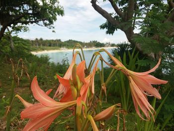 Close-up of red flower blooming on tree against sky