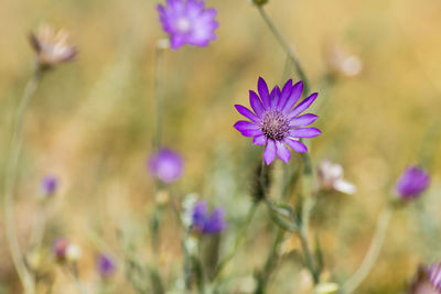 Close-up of purple flowering plant