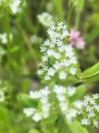 Close-up of white flowering plant