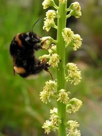 Close-up of bee on flower