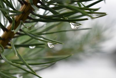 Close-up of raindrops on leaf