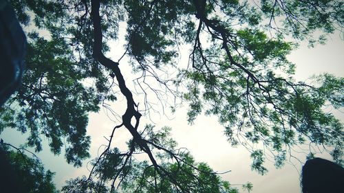 Low angle view of trees in forest against sky