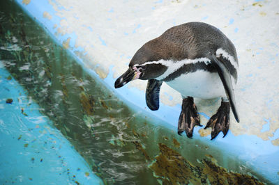 High angle view of penguin swimming in lake