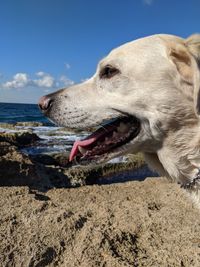 Close-up of dog looking away at beach