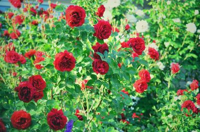 Close-up of red flowering plants