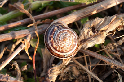 Close-up of snail on ground