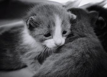 Close-up of cat looking away