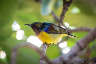 Close-up of bird perching on branch