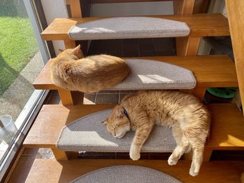 High angle view of cat on table