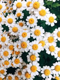 High angle view of daisies