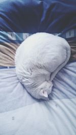 Close-up of cat sleeping on bed at home