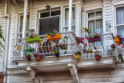Potted plants on balcony