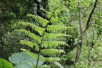 Close-up of fresh green leaves in forest