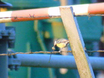 Close-up of bird perching outdoors