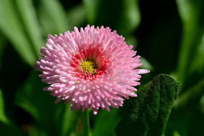 Close-up of pink flower