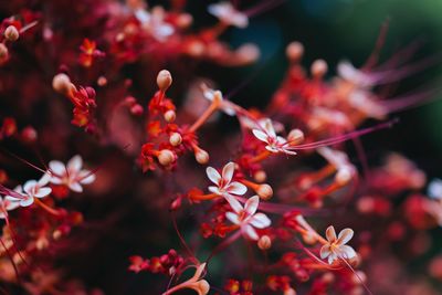 Close-up of red flowering plant