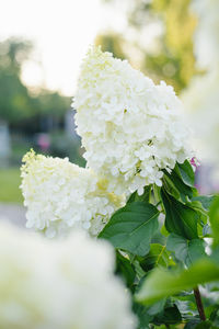 Close-up of white flowering plant