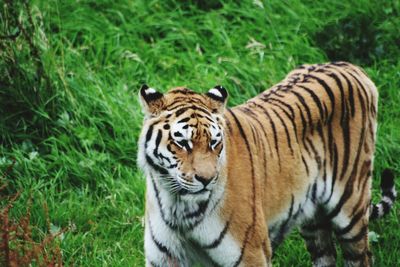 Close-up of tiger