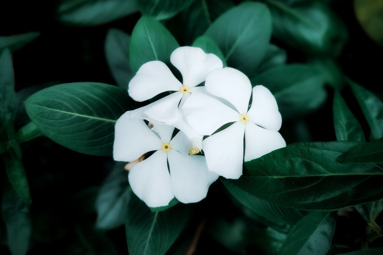 CLOSE-UP OF WHITE FLOWERING PLANT WITH LEAVES