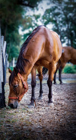 Horses grazing in ranch