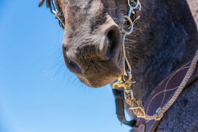 Low angle view of horse against clear blue sky