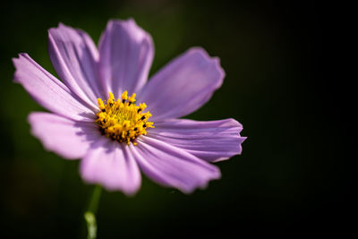 Close-up of purple cosmos flower against black background