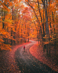 Road amidst trees in forest during autumn