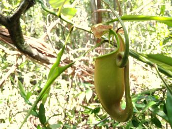 Close-up of fruit on tree