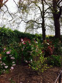 Flowers growing on tree