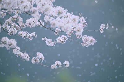 Close-up of white cherry blossom tree