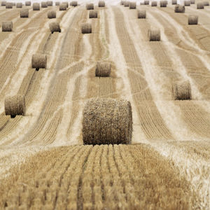 Hay bales on field